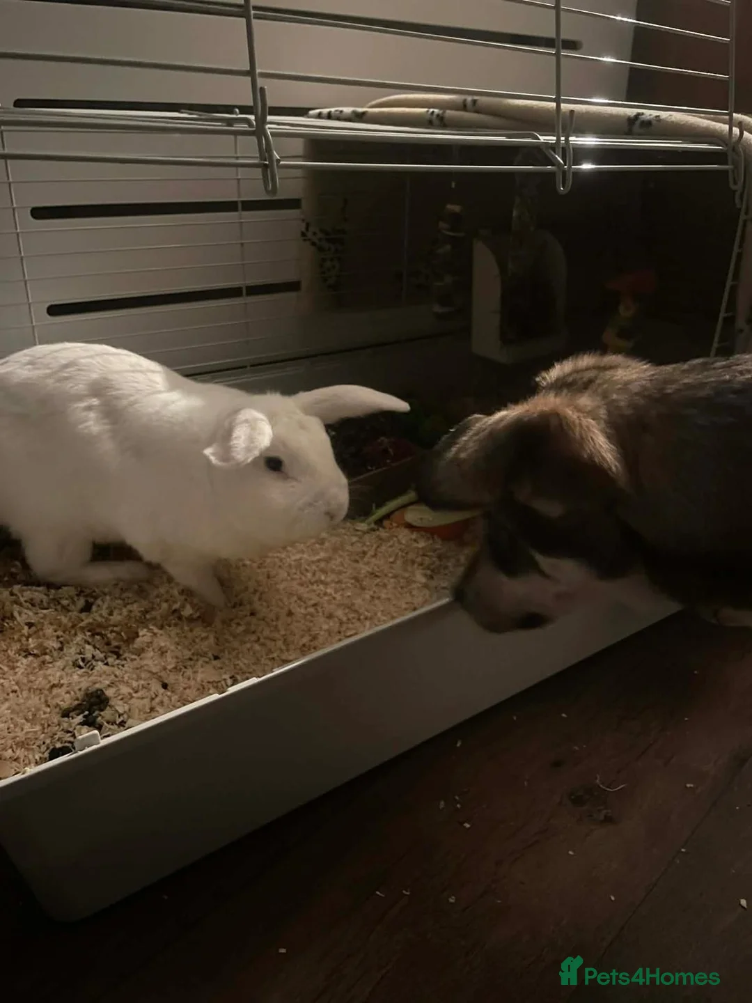 Mixed Breed dogs for adoption: Kassie  in Norwich - Advert 6