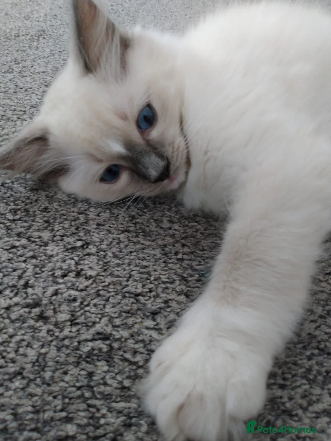 Ragdoll cats for sale:  Sold kittens - Advert 11