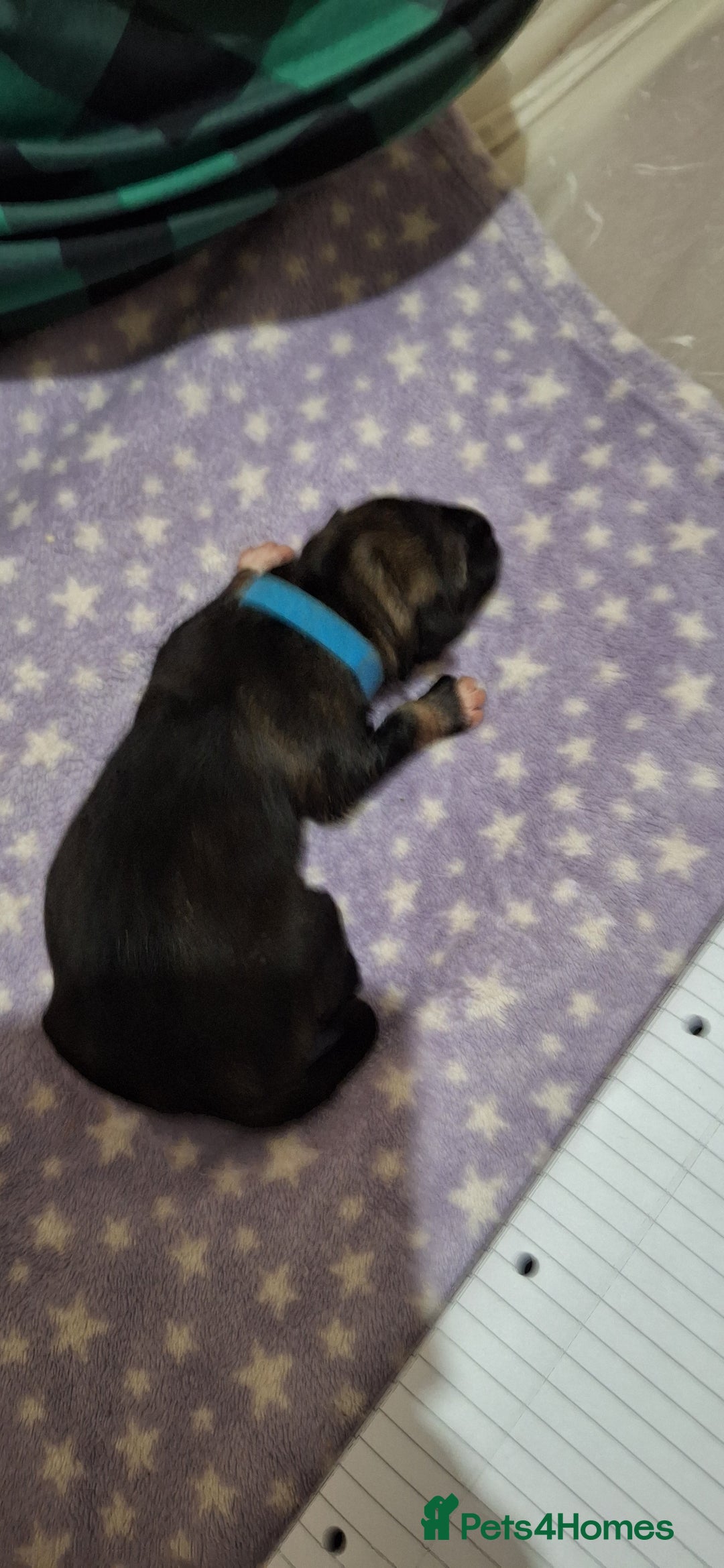 Mixed Breed dogs for sale: 10 Alaskan Shepherds for sale - Advert 6