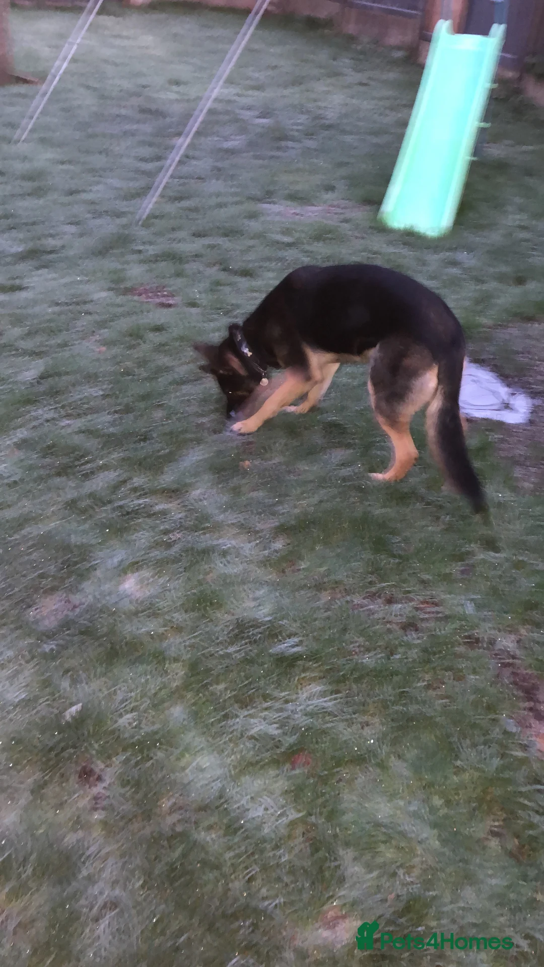 German Shepherd dogs for sale: German Shepherd pup  - Advert 1