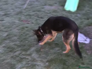 German Shepherd dogs German Shepherd pup - Advert 14