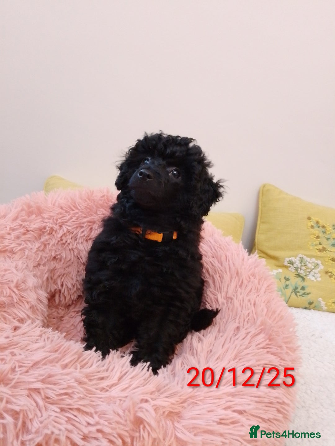 Toy Poodle dogs for sale:  Outstanding Toy Poodle girl fully vaccinated  - Advert 5