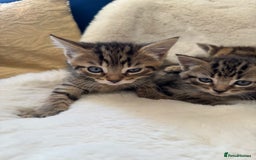 Mixed Breed cats for sale: Kittens ready 15th August  - Image 3