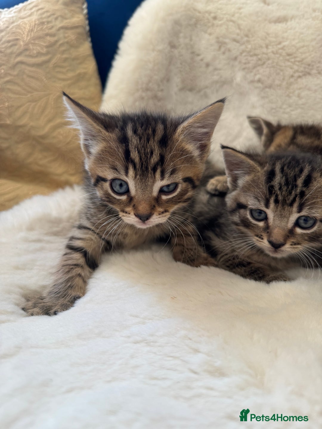 Mixed Breed cats for sale: Kittens ready 15th August  - Image 3