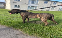 Presa Canario dogs for sale: Presa Canario pups - Image 5