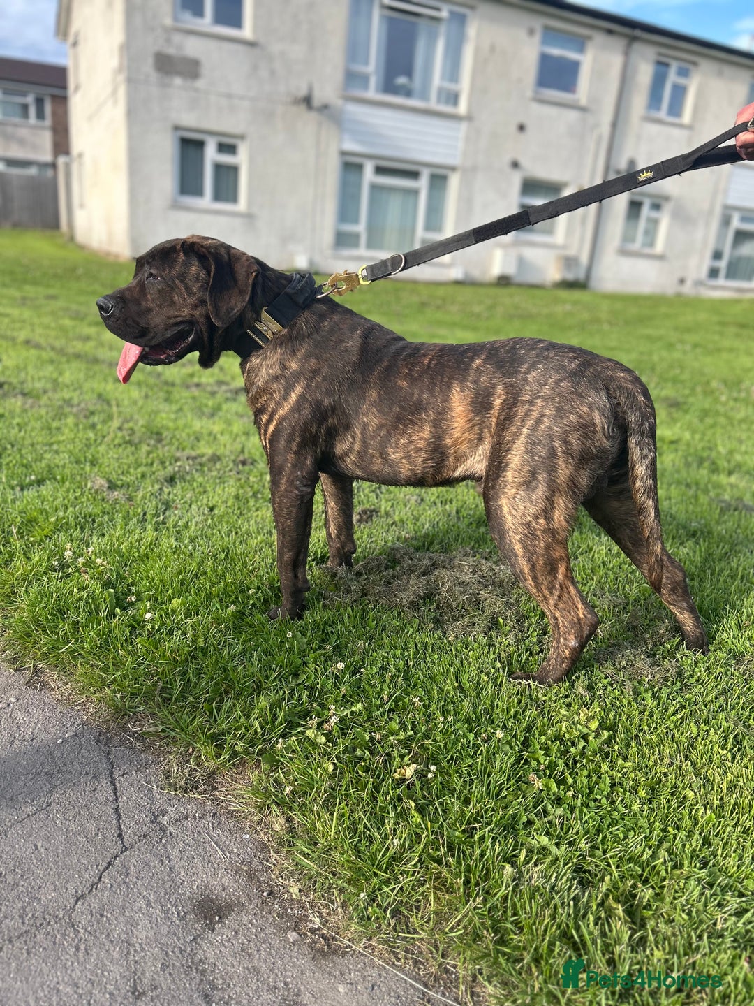 Presa Canario dogs for sale: Presa Canario pups - Image 5