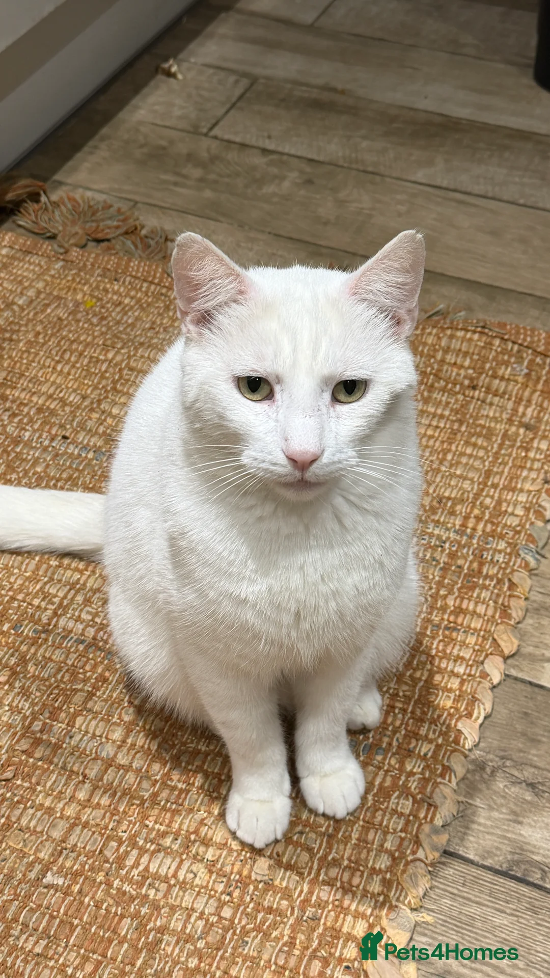 Turkish Angora cats for sale: Casper- sweet Turkish Angora need rehoming  - Advert 5