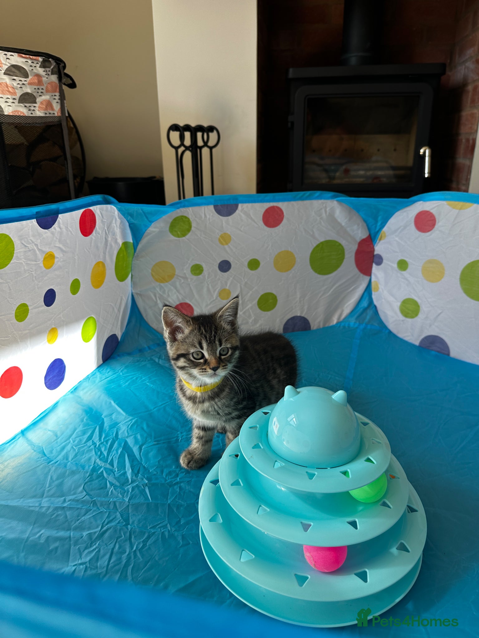 Mixed Breed cats for sale: Maine Coon x British Short Hair Kittens in Cambridge - Advert 9
