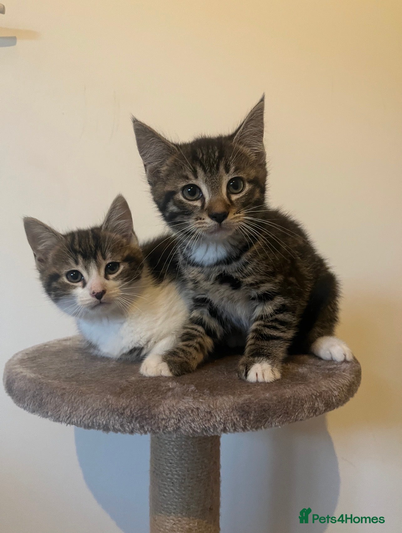 Mixed Breed cats MAINECOON X KITTENS  - Advert 3