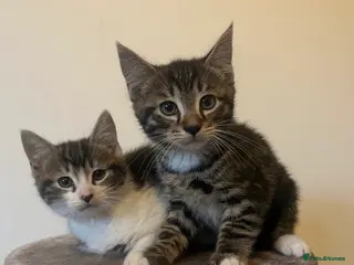 Mixed Breed cats MAINECOON X KITTENS - Advert 1