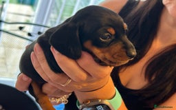 Miniature Dachshund dogs for sale: Six beautiful miniature Dachshunds - Image 29