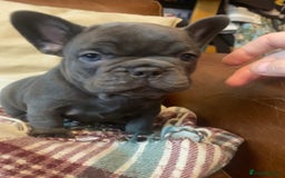 French Bulldog dogs for sale: French Bulldog 4 Boys and 3 girls  - Image 20