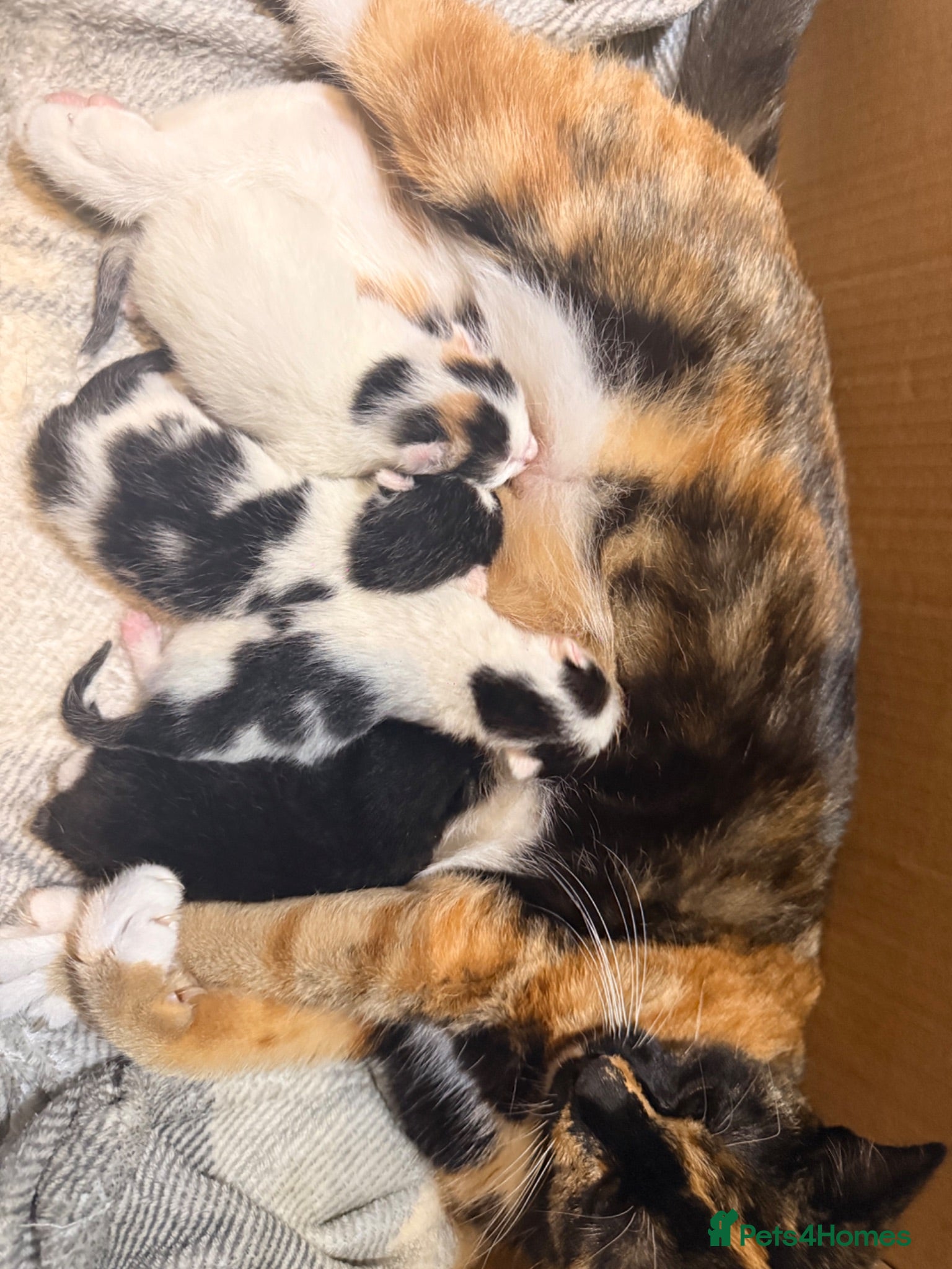Mixed Breed cats 3 beautiful mixed girl kittens  - Advert 3