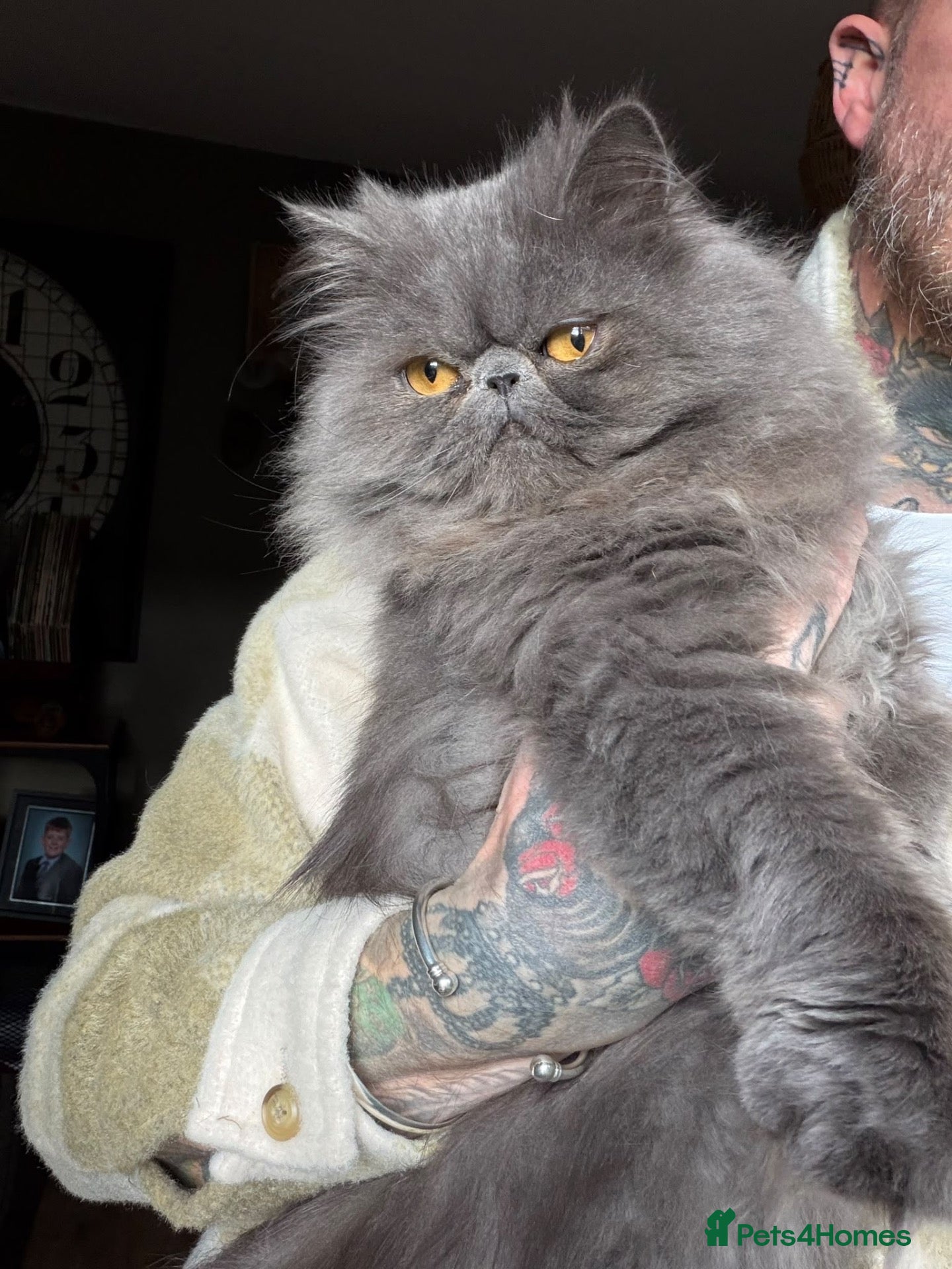 Persian cats 2 Persian Girls for the forever home - Advert 1