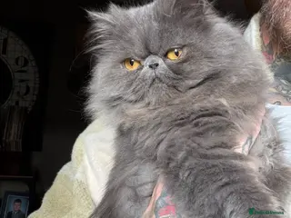 Persian cats 2 Persian Girls for the forever home - Advert 5