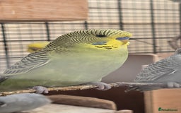 Budgerigars birds for sale: Budgies  - Image 2