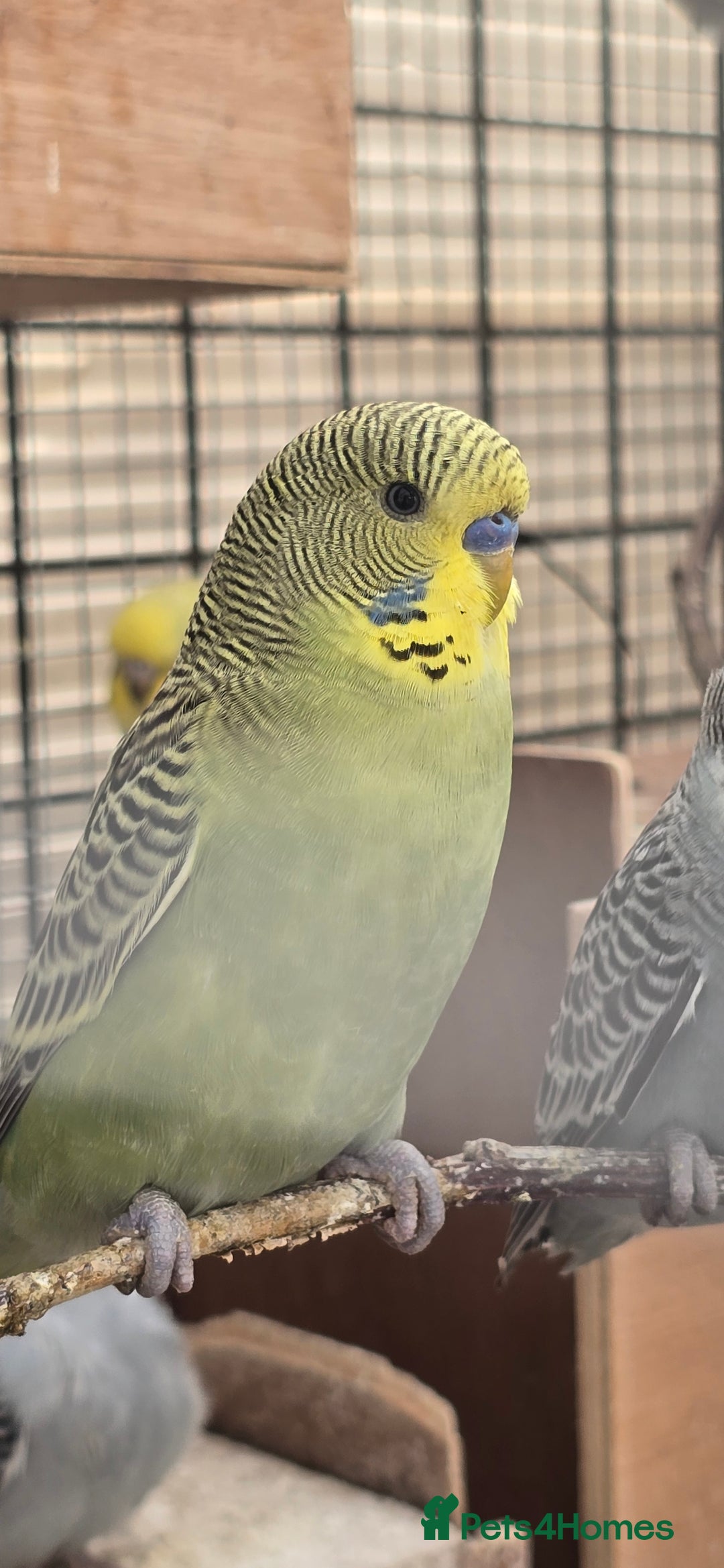 Budgerigars birds for sale: Budgies  - Image 2