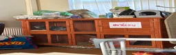Mini Lop rabbits for sale: 8 month old lop - Advert 2