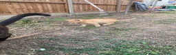 Domestic Shorthair cats for sale: 4 beautiful kittens is ready to go  - Advert 7