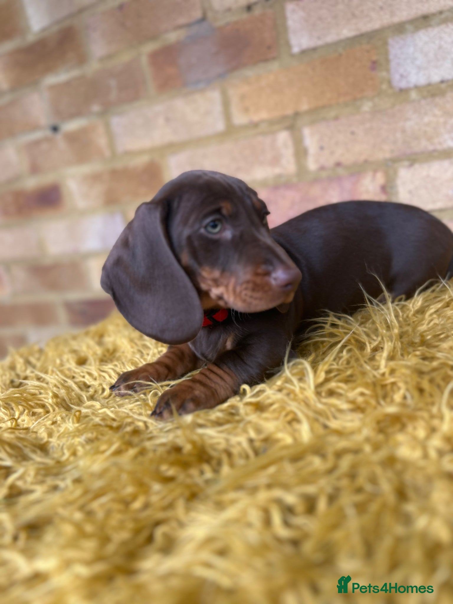 Dachshund dogs for sale: Only ONE Girl left Standard dachshund - Advert 22