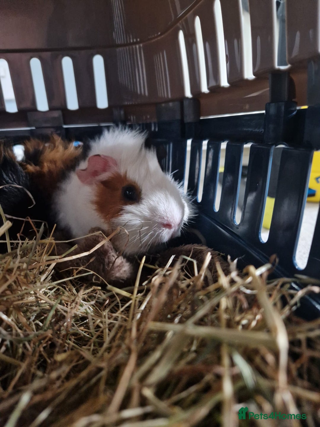 Guinea Pig rodents for sale: Two males guinea pigs & accessories - Image 3