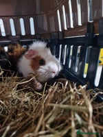 Guinea Pig rodents - Advert 13