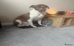 Mixed Breed dogs for sale: Bronx 8yr old alapha blue blood x - Image 4