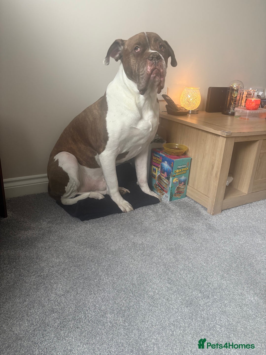 Mixed Breed dogs for sale: Bronx 8yr old alapha blue blood x - Image 4