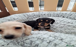 Dachshund dogs for sale: Miniature dachshund girls, cream & black and cream - Image 22