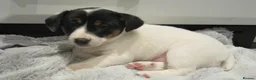 Jack Russell dogs for sale: Top Quality Jack Russell puppies  - Advert 12