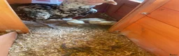 Chickens poultry for sale: Aseel pure blood  in Bicester - Advert 3