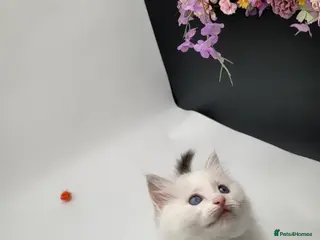 Ragdoll cats Purebred Ragdoll Blue bicolour tabby boy - Advert 3
