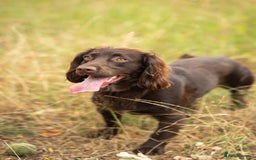 Cocker Spaniel dogs for stud: Working Chocolate Cocker Spaniel for Stud  - Image 4