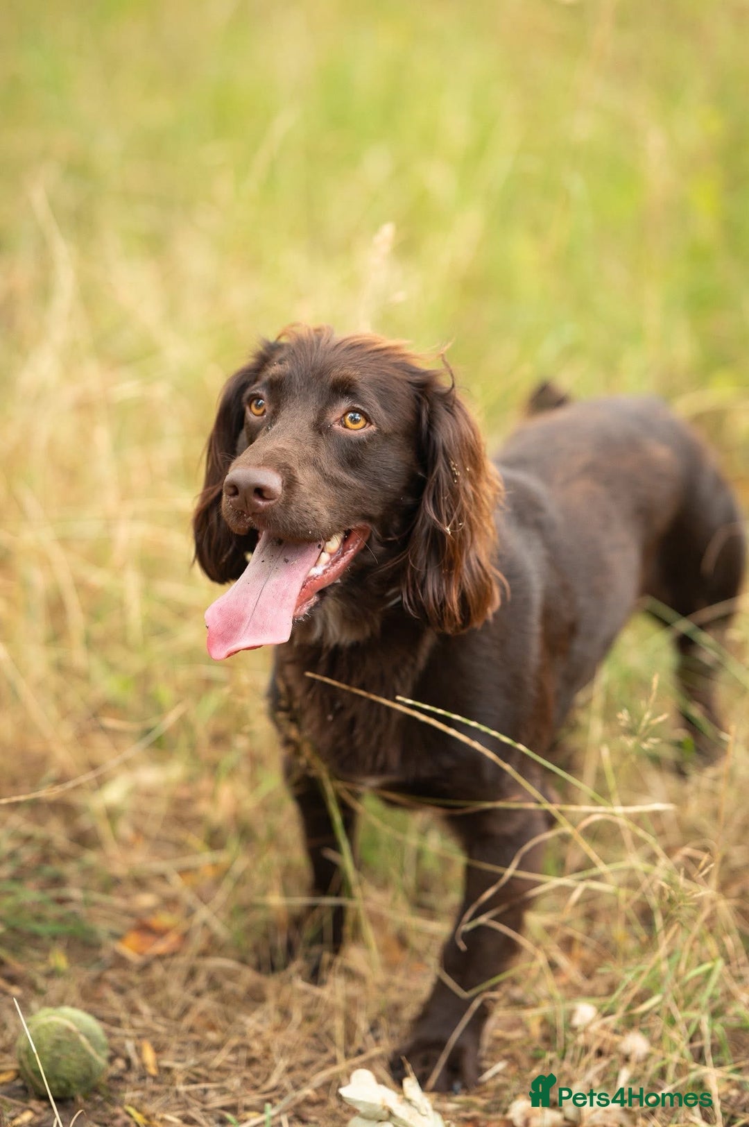 Cocker Spaniel dogs for stud: Working Chocolate Cocker Spaniel for Stud  - Image 4