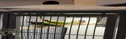 Finches birds for sale: Proven breeding pairs Gouldian finches - Advert 5