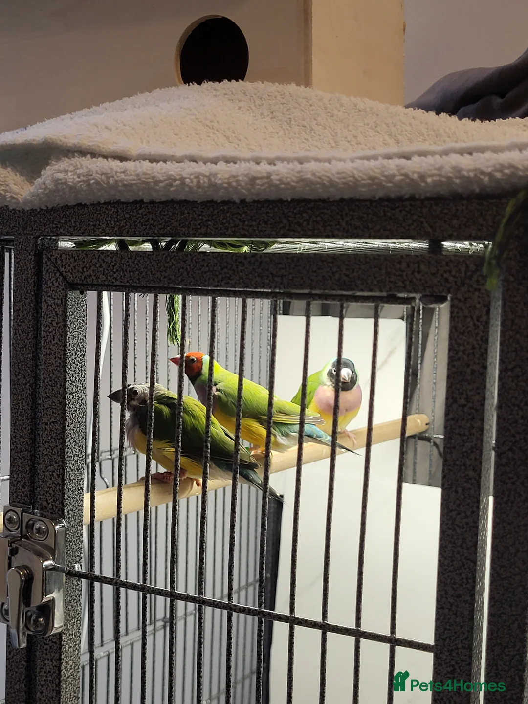 Finches birds for sale: Proven breeding pairs Gouldian finches - Advert 5