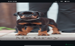Dobermann dogs for sale: Exceptional Confident European Doberman puppies - Image 11