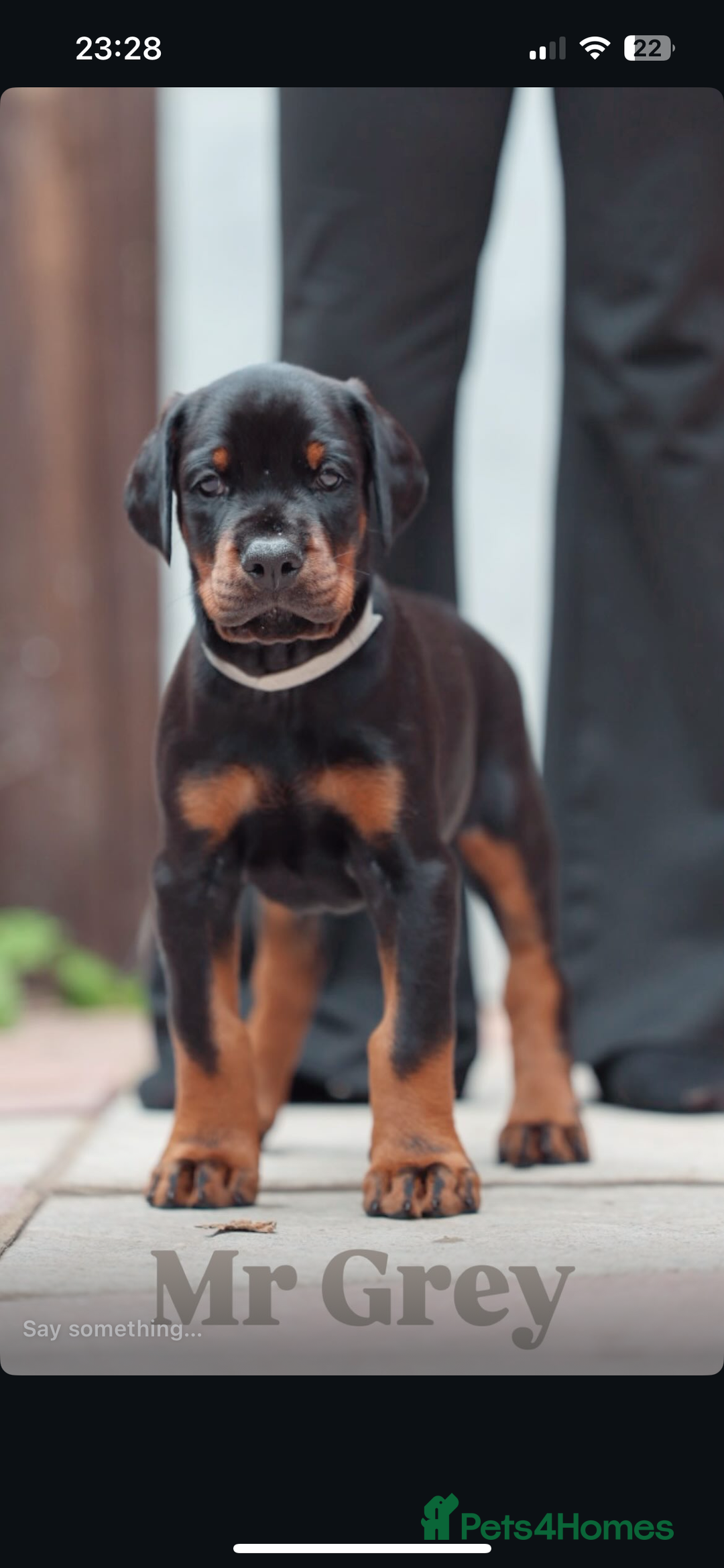 Dobermann dogs for sale: Exceptional Confident European Doberman puppies - Image 11