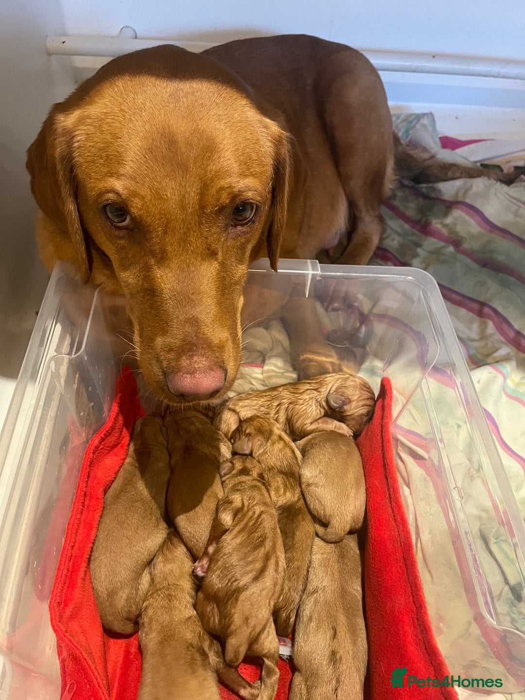 Labrador Retriever dogs for sale: KC Stunning dark fox red labrador puppies - Image 9