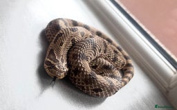 Snake reptiles for sale: Western Hognose Snake – Conda Het Albino (Male) - Image 2