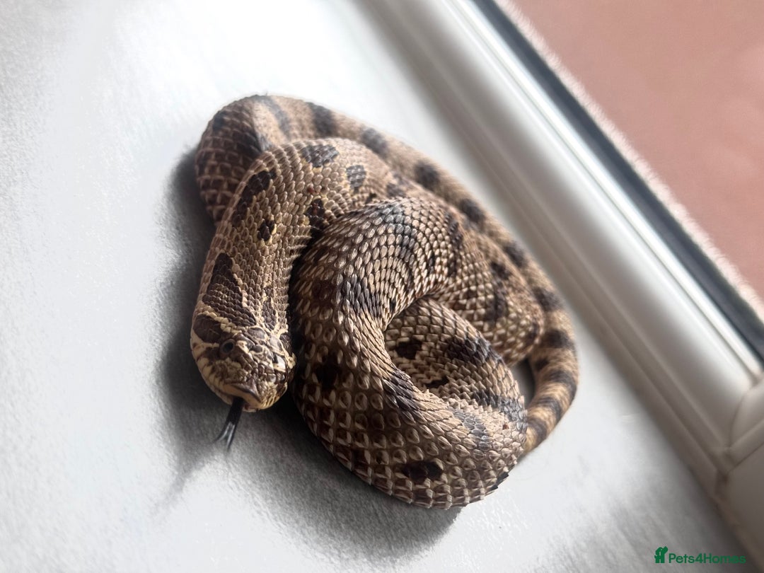 Snake reptiles for sale: Western Hognose Snake – Conda Het Albino (Male) - Image 2