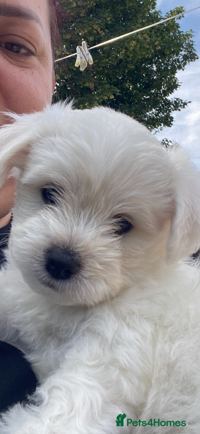 Bichon Frise dogs 3 boys and 2 girls ready to go after 17/08 - Advert 1