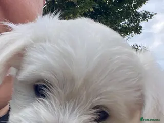 Bichon Frise dogs 3 boys and 2 girls ready to go after 17/08 - Advert 12