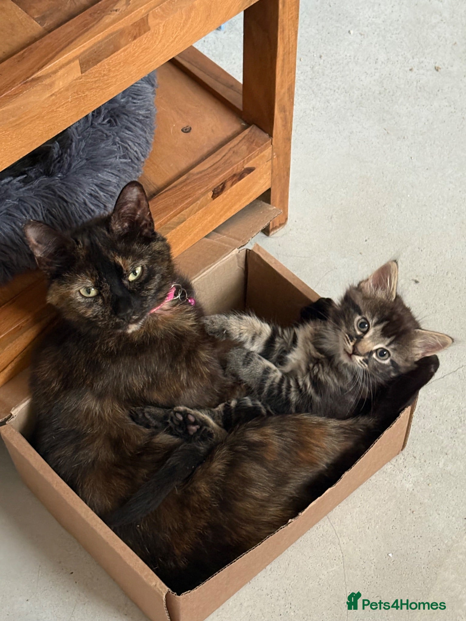 Mixed Breed cats LAST KITTEN AVAILABLE  - Advert 1