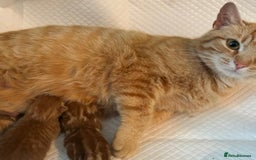 Domestic Shorthair cats for sale: Beautiful ginger kittens for sale  - Image 3