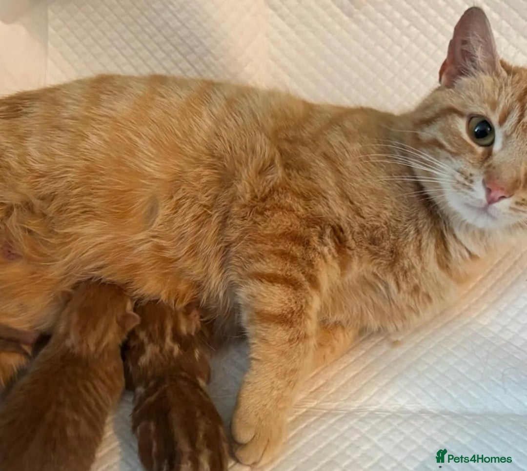 Domestic Shorthair cats for sale: Beautiful ginger kittens for sale  - Image 3