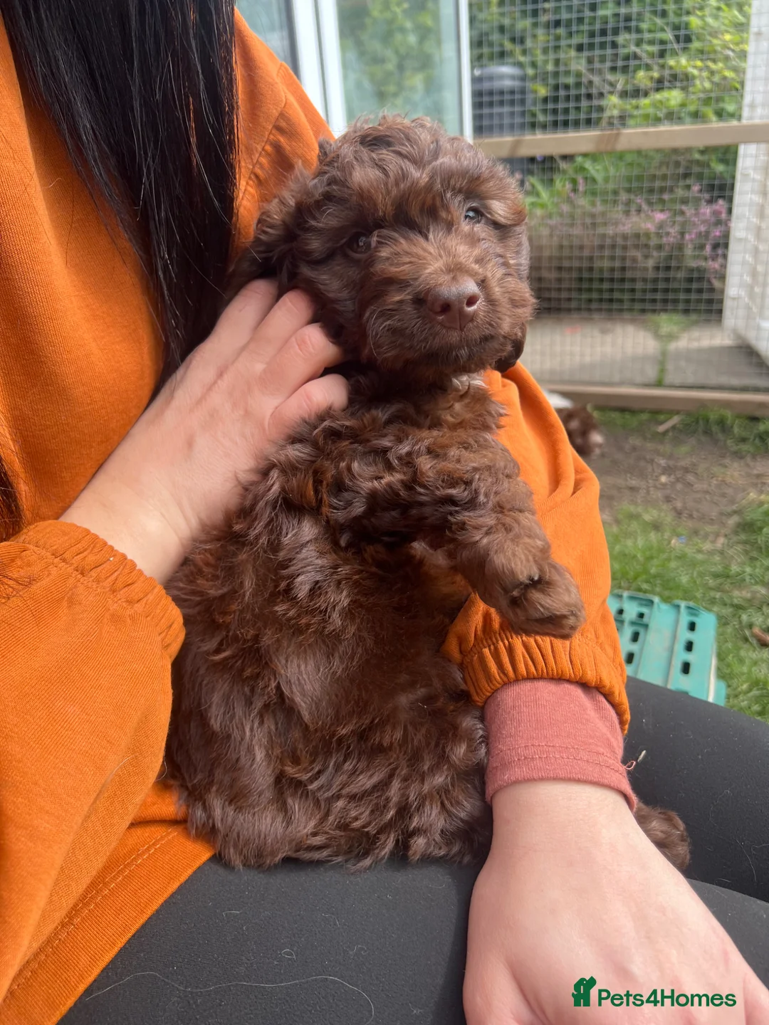 Cockapoo dogs for sale: Gorgeous F1 babies - choc solids, partis, merles. in Trimdon Station - Advert 2