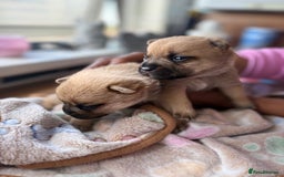 Mixed Breed dogs for sale: FrenchieXPomeranian  - Image 13