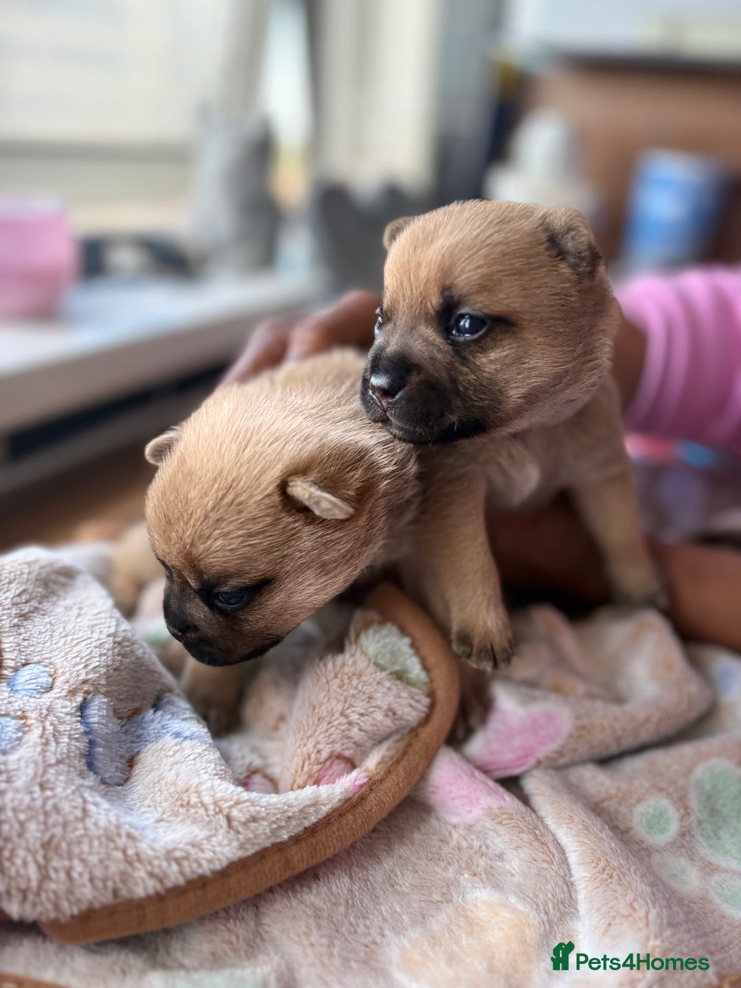 Mixed Breed dogs for sale: FrenchieXPomeranian  - Image 13