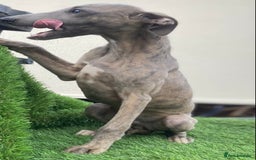Whippet dogs for sale: Kc whippet pups  - Image 18